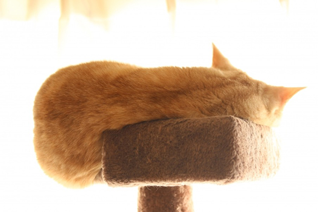 猫1匹向けのキャットタワーの選び方