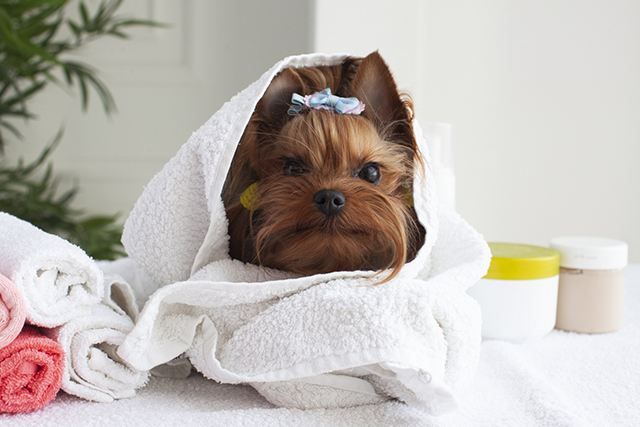 犬の皮膚病の治療法｜病院での治療と自宅ケア