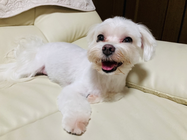 犬の「涙やけ」とは？基本の仕組みを知ろう