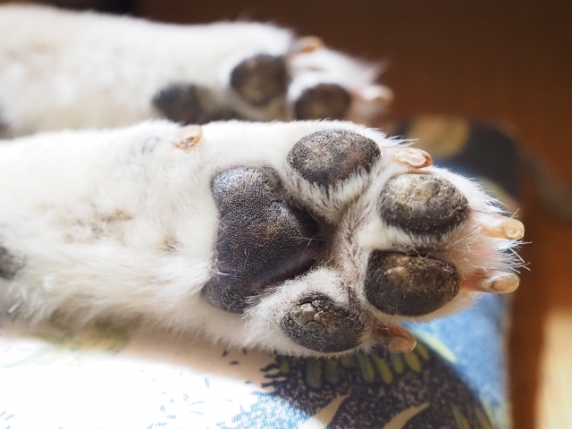 愛犬の肉球がカサカサのままだとどうなる？