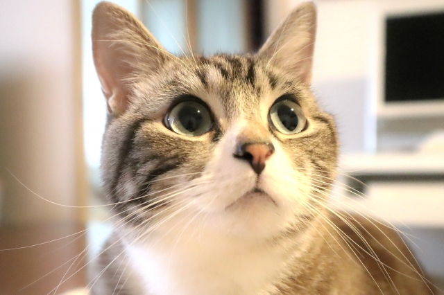 猫を飼えなくなったときのよくある疑問（FAQ）