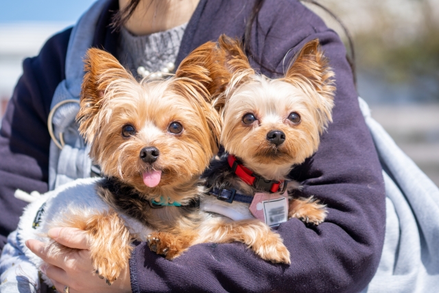 ヨークシャー・テリアの抜け毛は少ないがケアは必要