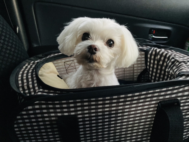 犬用ドライブボックスとは？特徴と使い方を解説