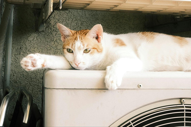 猫との暮らしで光熱費が増える一番の原因は「エアコン」