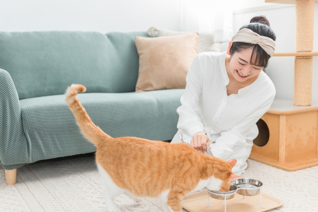シニア猫にごはんを食べさせる工夫