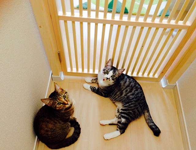 猫専用脱走防止扉「にゃんがーど」