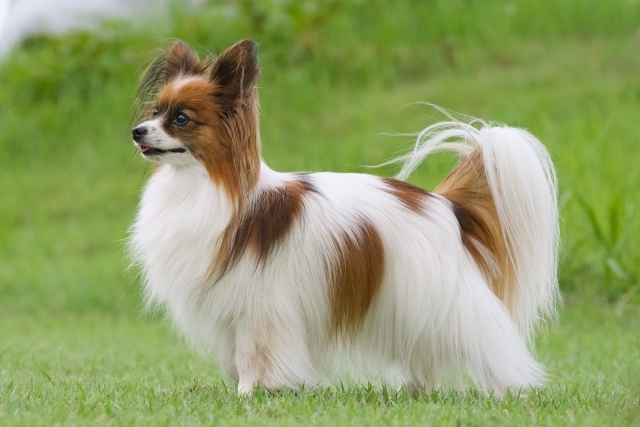 パピヨンの抜け毛は多い?少ない?被毛の特徴を紹介