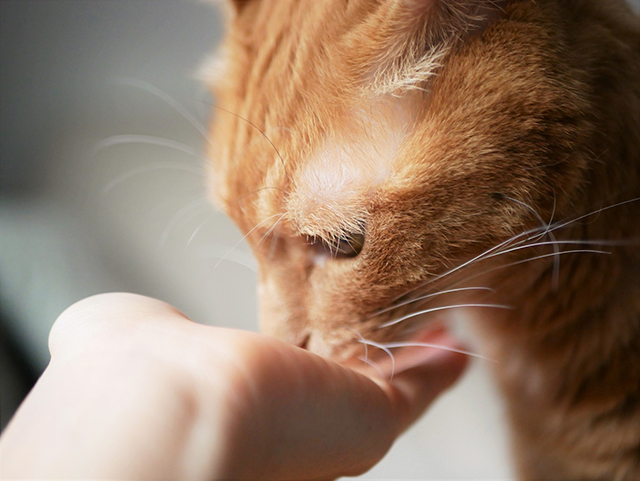 猫が瓜実条虫に感染した場合の治療方法