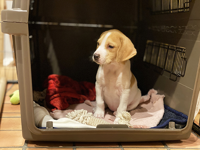 犬が骨折したときの応急処置と対応方法