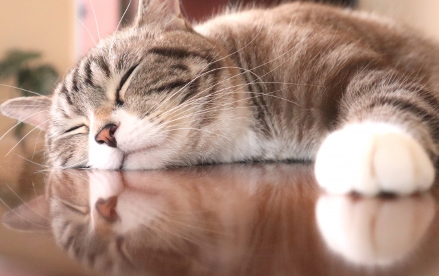 猫の睡眠時間で注意したいポイント