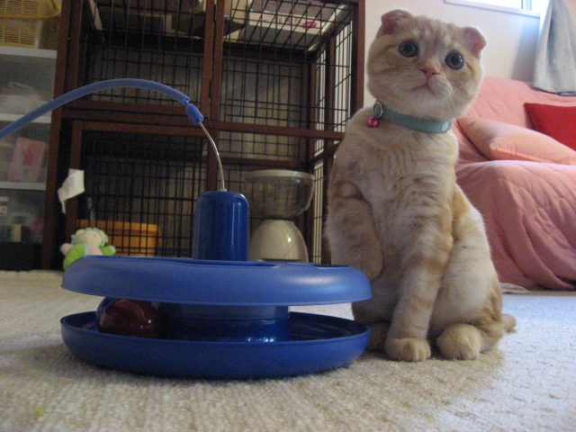 子猫のケージ卒業までのステップ