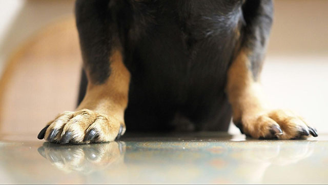 愛犬との暮らしに適したフローリングの種類と特徴