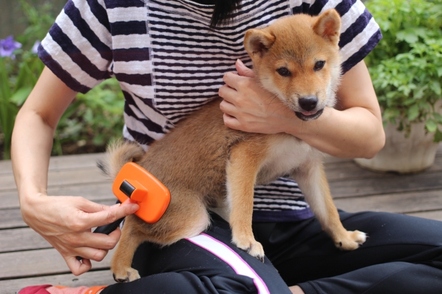 柴犬の抜け毛対策は毎日のケアと掃除の工夫が大切
