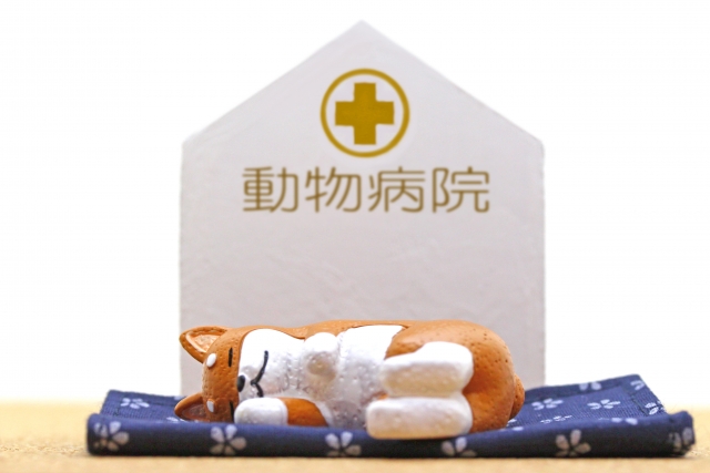 日本スピッツの平均寿命やかかりやすい病気