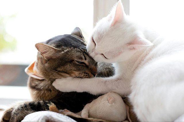 猫同士がストレスなく暮らせる生活環境の整え方