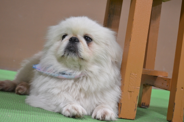 自宅でできるペキニーズの被毛ケアの方法