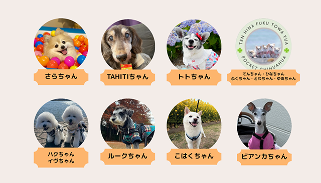 部員紹介｜犬とのくらし部