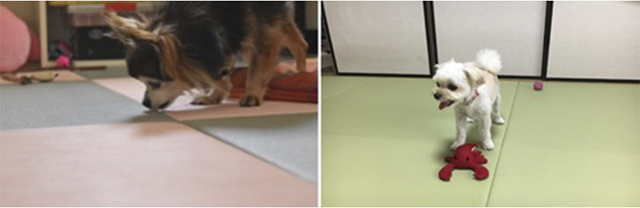 愛犬の足腰に配慮した「わんにゃんスマイル畳」
