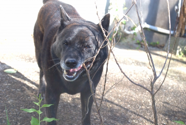 甲斐犬の性格を理解して信頼関係を築きましょう