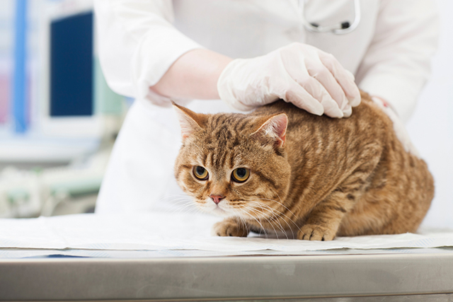 猫の関節炎が疑われるときの受診目安
