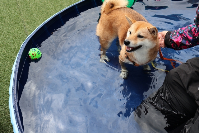 自宅で使いやすい犬用プールおすすめ3選