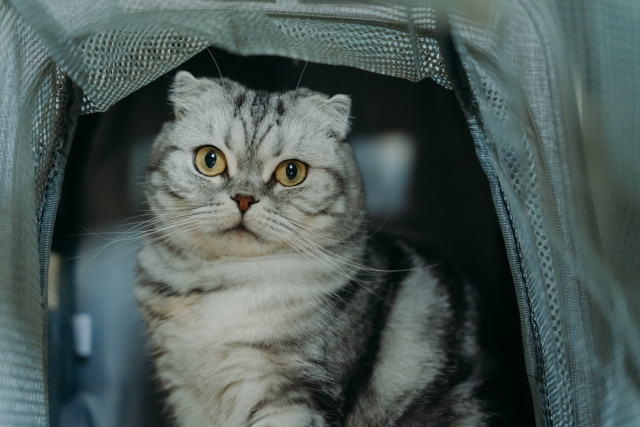 ペット防災で最初に確認したいこと