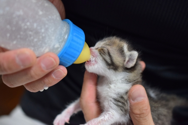 子猫の成長による鳴き声の変化