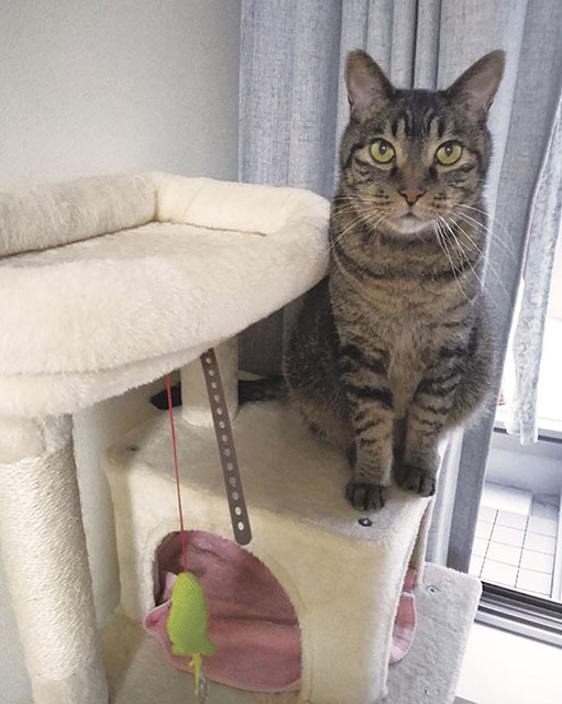 臆病なネオンちゃんのお気に入りは、窓辺のキャットタワー。安心できる特等席。