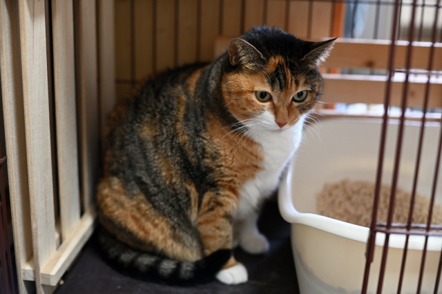 快適なケージの使い方と注意点