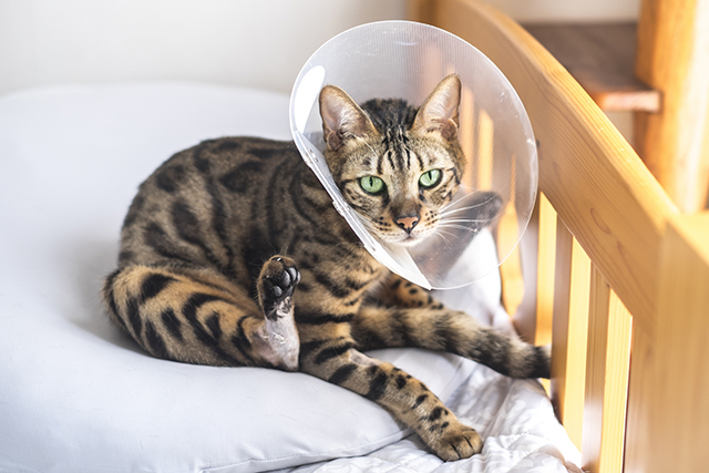 猫が骨折したときの対処法|応急処置とNG行動