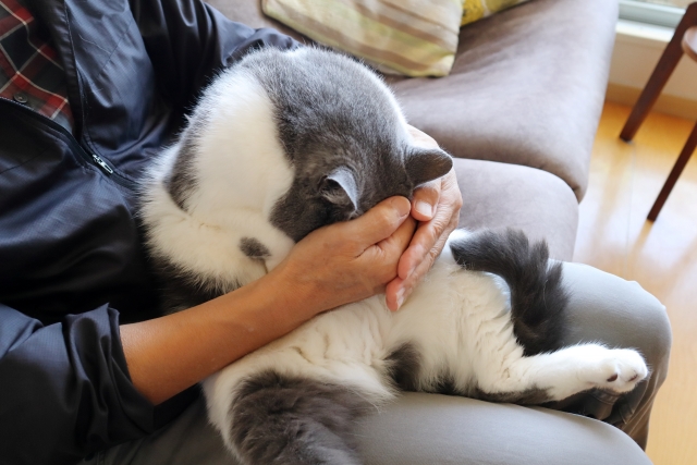 猫を飼えなくなった理由とその対策