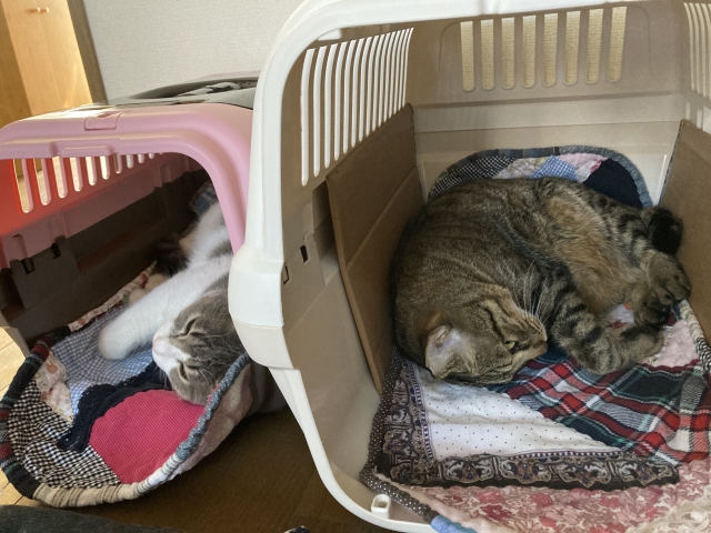 猫のクレートトレーニング：やさしい5ステップ