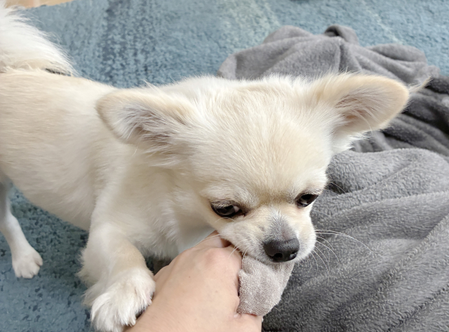 愛犬の噛み癖・引っ張り癖をやめさせる3ステップ