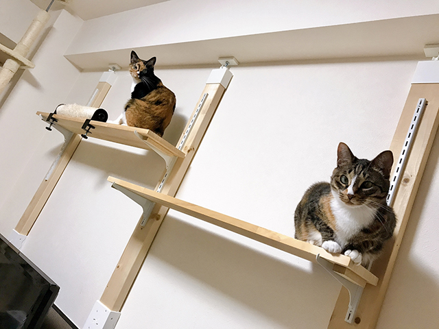 住宅設計でできる猫の上下運動の工夫