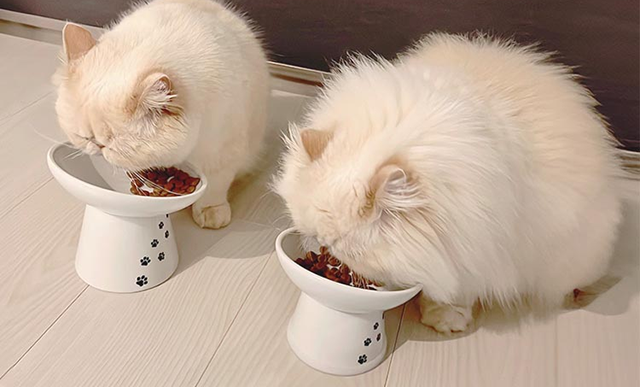 ③食器の素材や形状を変えてみる