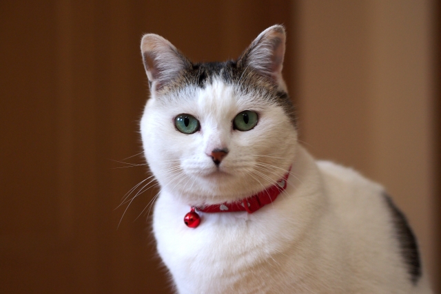 ペットの預け先別｜メリット・デメリットと選び方