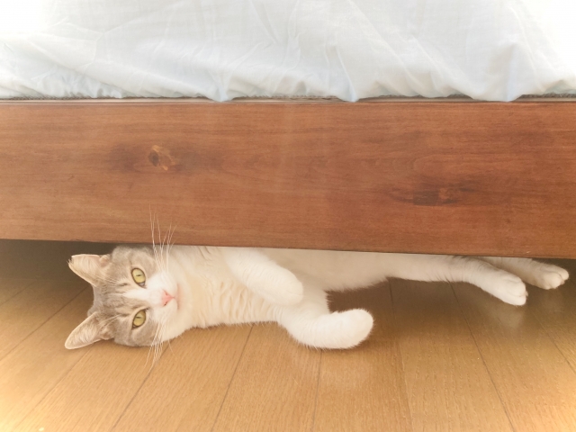 猫が安心できる理想の隠れ場所の条件