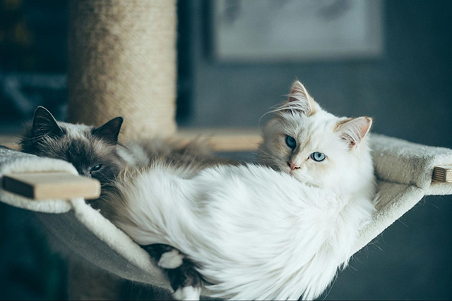 【まとめ】ブラッシングで長毛猫の毛玉を予防しよう！