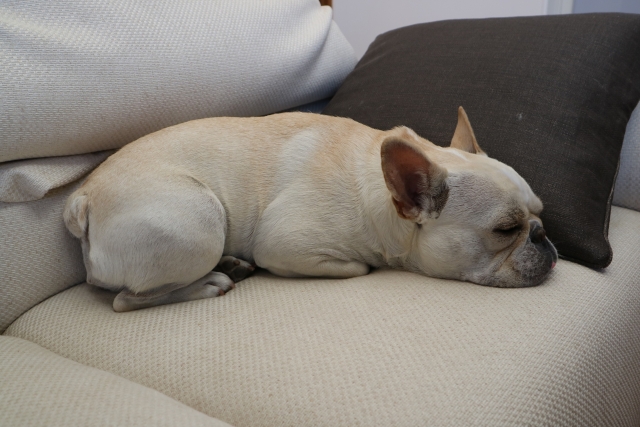 フレンチ・ブルドッグのベッド選びによくある疑問