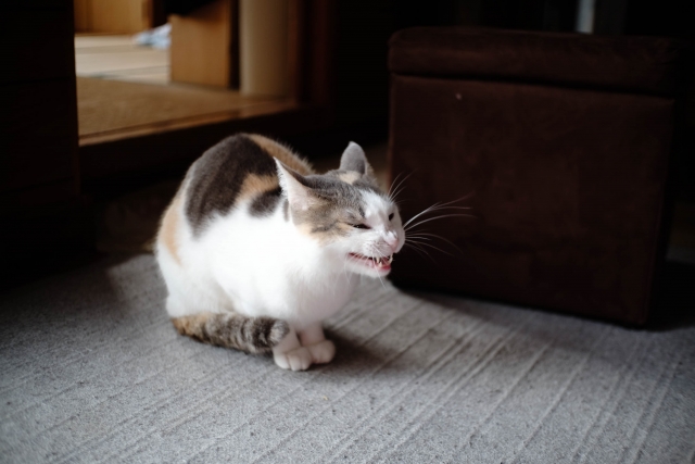 猫が発症するアレルギーの種類