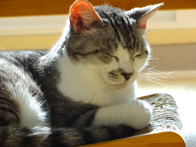 一人暮らしで猫を飼う前に知っておきたい費用