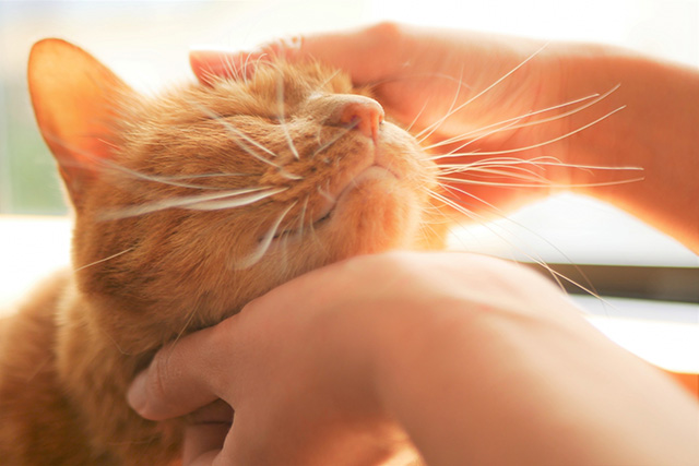 自宅でできる猫のニキビケア・悪化させない方法