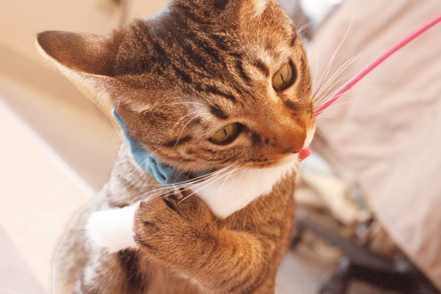 子猫の噛み癖をやめさせる方法