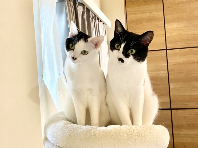 多頭飼いのメリット