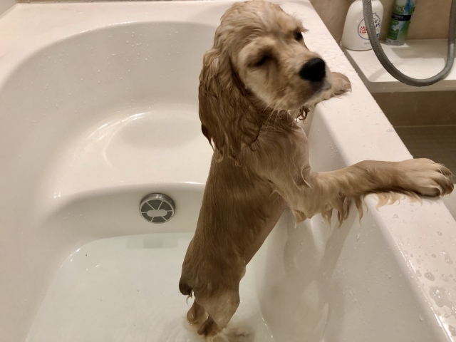 自宅でできるアメリカン・コッカー・スパニエルのケア方法