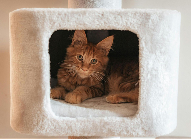 大型猫用キャットタワーを選ぶときのポイント