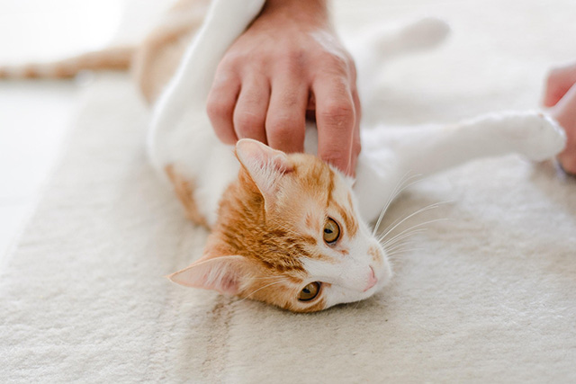 猫をダニから守るための予防策