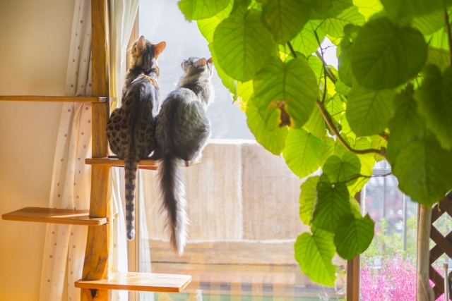 人懐っこく甘えん坊で社交的