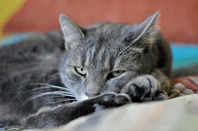 眠りが浅い猫への対処法