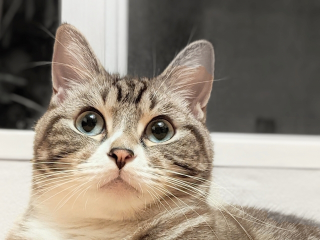 猫と吹き抜けに関するよくある質問